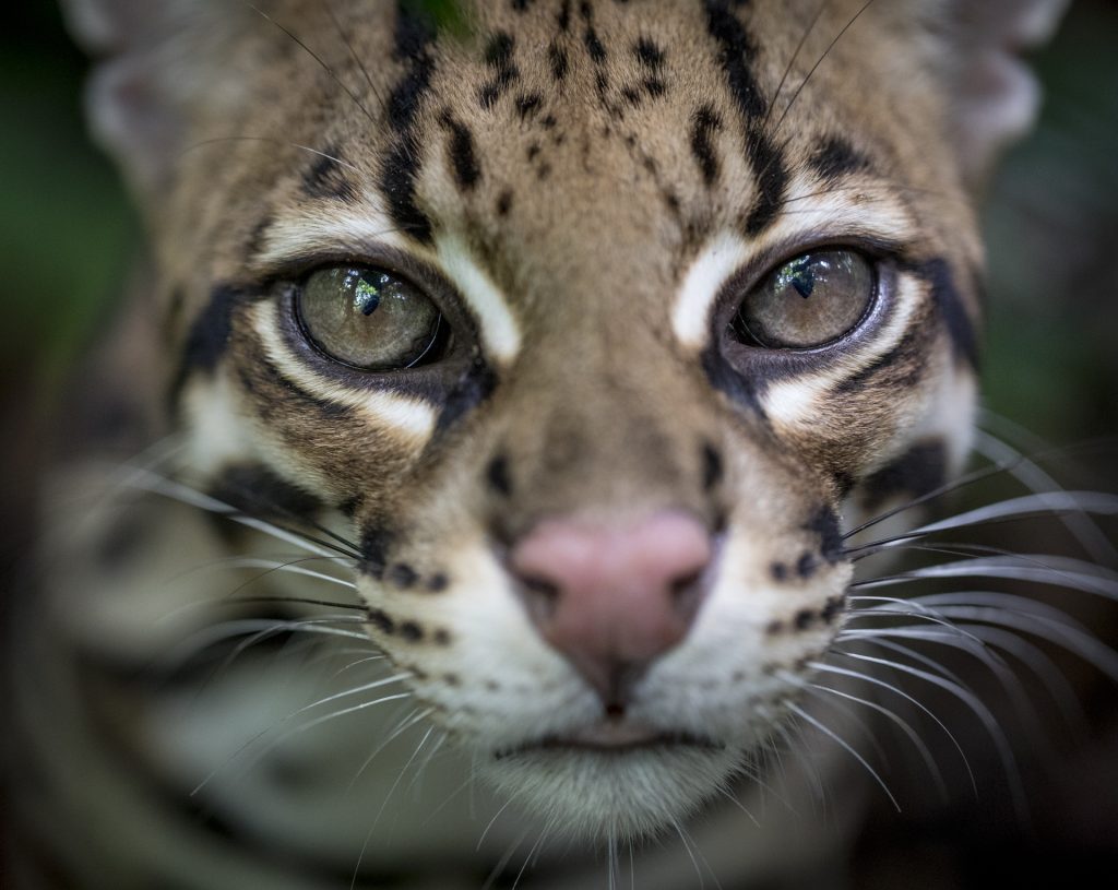 Wildcat