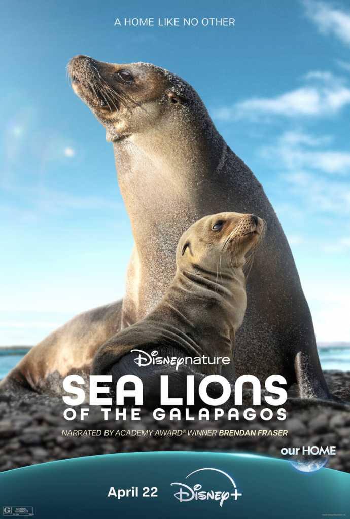 Sea Lions of the Galapagos.