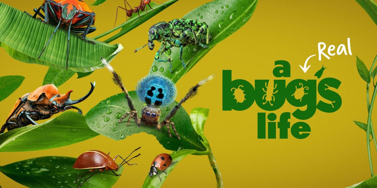 National Geographic Renews ‘A Real Bug’s Life’ For Season 2